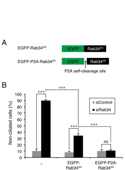 FIGURE 5.  EGFP-P2A-Rab34 is more suitable for the rescue experiment than EGFP-Rab34.  A, schematic  representation of EGFP-Rab34 SR  and EGFP-P2A-Rab34 SR 