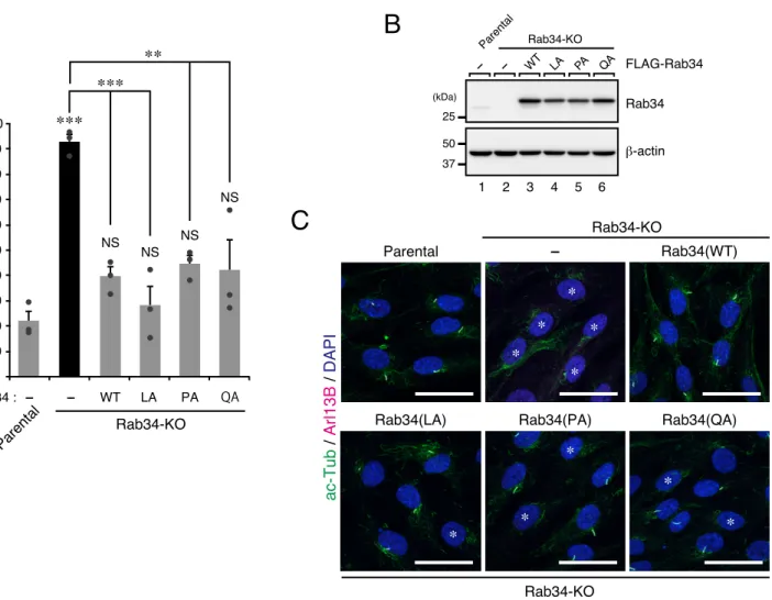 FIGURE 13.  Single Ala mutants in the LPQ sequence of Rab34 completely rescued the Rab34-KO phenotype