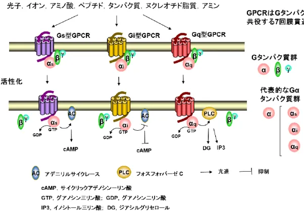 Figure 2  GPCR リガンドの種類と代表的な GPCR とそのシグナル伝達機構 