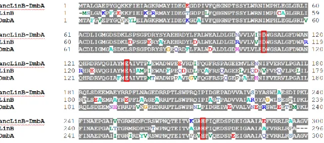 Fig.  0-6  Comparison  of  LinB_dmbA_anc  sequence  with  LinB  and  DmbA  sequences  (red  square  represents  catalytic  residue of LinB)