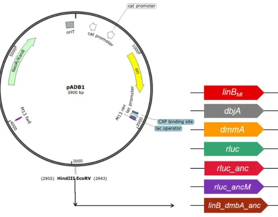 Fig. 1-1 pADB1 and its derivatives with linB MI , dbjA, dmmA, rluc, rluc_anc, rluc_ancM and linB_dmbA_anc 