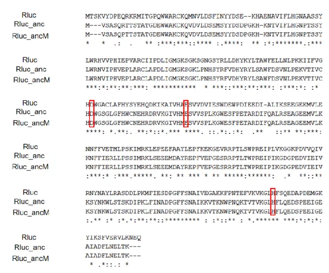 Fig. 1-5 Amino acid sequence alignment of Rluc, Rluc_anc and Rluc_ancM (red squares represent catalytic residues) 1-3-2 γ-HCH degradation activity of the linB-replacement strains   