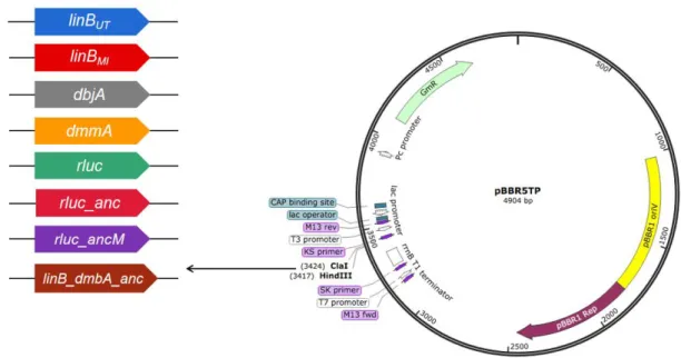 Fig. 2-1 Construction of plasmids for expression of HLD and its homologue genes in Sphingobium strains.