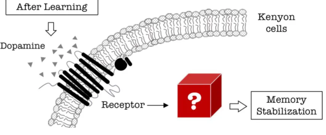Figure 4. Intracellular signaling in KCs to stabilize memory remains sparsely understood.