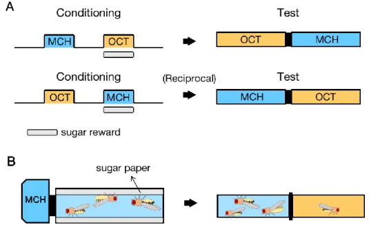 Figure 6.  Appetitive  differential conditioning.  A, protocol of differential conditioning and testing