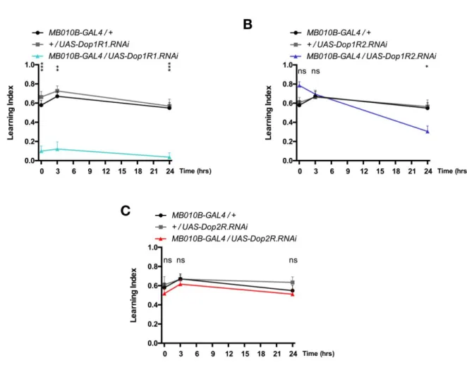 Figure 8. Differential engagement of dopamine receptors in short- and long- term olfactory appetitive  memory