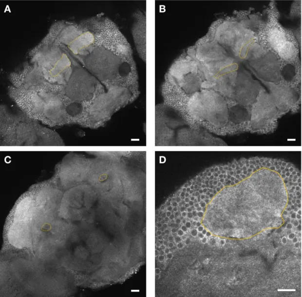 Figure 9. Expression of endogenous Raf covers the KCs. Expression of Raf in all the MB lobes is  confirmed, visualized by Raf.Venus staining