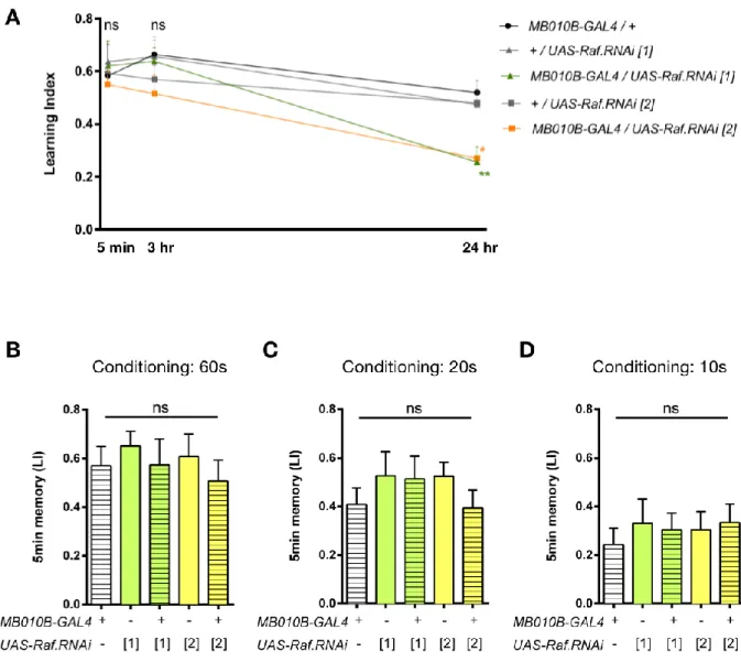 Figure 10. Raf in the KCs is specifically required for appetitive long term memory. A, Attenuation of Raf  expression in KCs impairs 24-hr, but not 5-min or 3-hr memory (24 hr: F (4, 71)  = 6.581, p = 0.0001; 