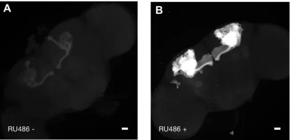 Figure 11. Validation of the treatment of drug administration in MBSW-GAL4 system. The MB GFP signal  is boosted in MBSW-GAL4/UAS-mCD8::GFP flies when they are fed with RU486 (B) comparing with  non-fed group (A)