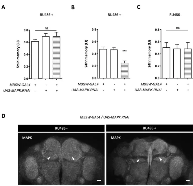 Figure 13. MAPK is specifically required for appetitive long term memory. A and B, Knockdown of MAPK  in adult KCs leaves 5-min memory intact (A: F (2, 21)  = 0.8162, p = 0.4556, n = 8), while impairs 24-hr  memory (B: F (2, 42)  = 11.39, p = 0.0001, n = 1