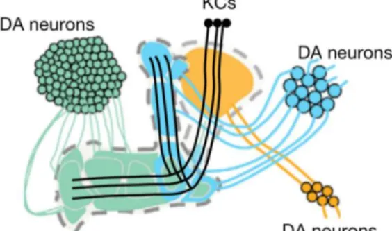 Figure  3.  Schematic  showing  several  clusters  of  dopamine  neurons  that  innervate  the  axons  of  the  kenyon  cells