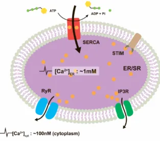 Fig. 1 Ca 2+  pump (SERCA) and channels (RyR &amp; 
