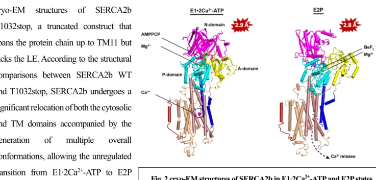 Fig. 2 cryo-EM structures of SERCA2b in E1∙2Ca 2+ -ATP and E2P states 