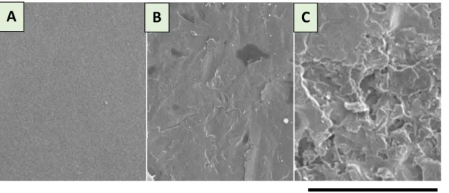 Figure 15: Scanning electron microscopy analysis of each metal surface  (A) Surface of UHP iron 