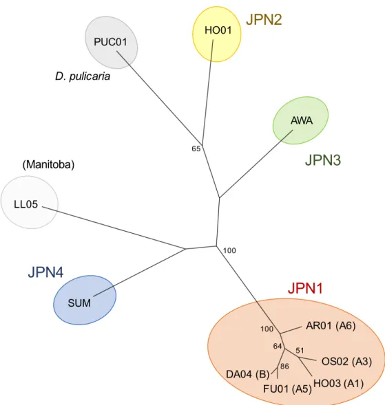Fig. S1.  Phylogenetic relationships of five clones in JPN1 lineage and other clones. This is  based on 5282 SNPs from whole genome sequence data
