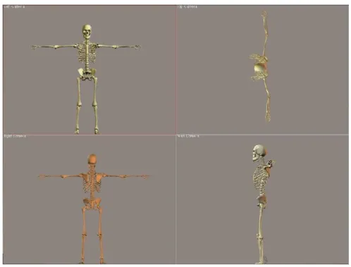 Figure 4.2.1 Zygote skeleton model had 21 segment and 57 degrees of freedom 