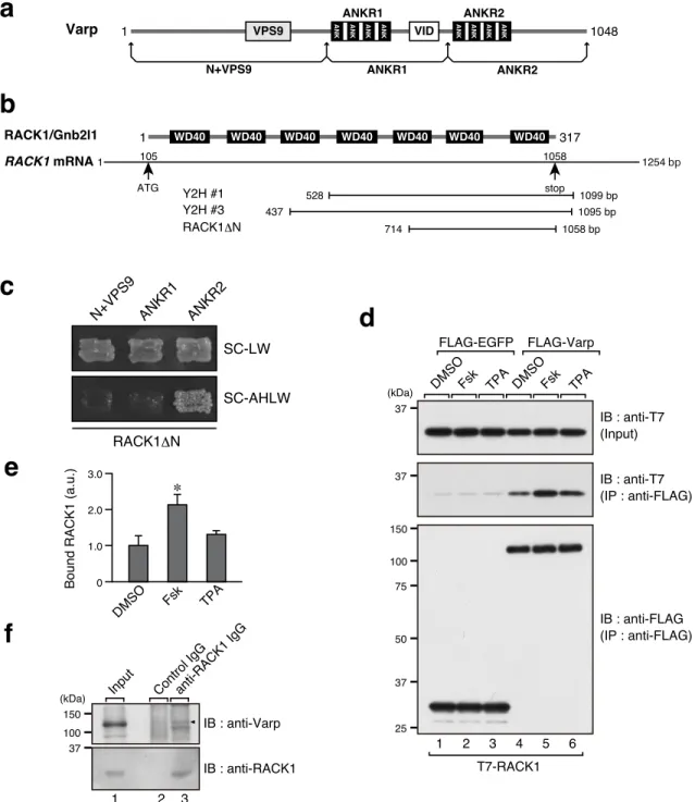 Figure 1.    RACK1 is a novel Varp-interacting protein. 