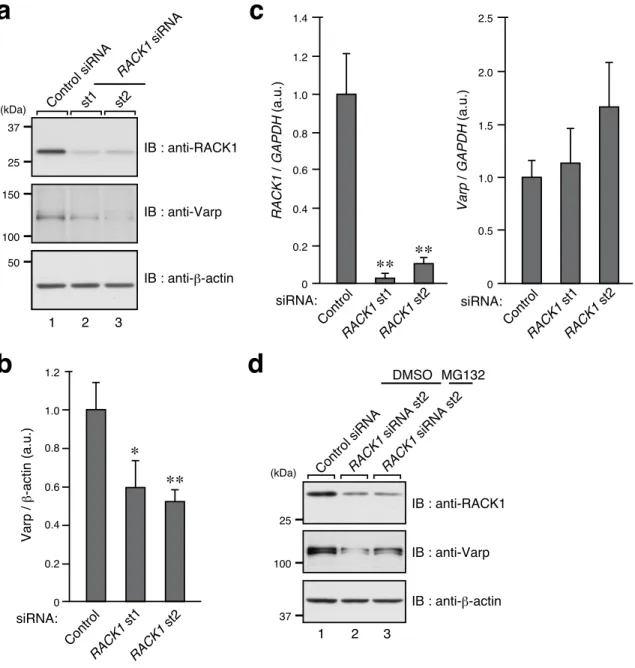 Figure  2.    Knockdown  of  RACK1  in  melanocytes  decreases  their  level  of  Varp  protein  expression