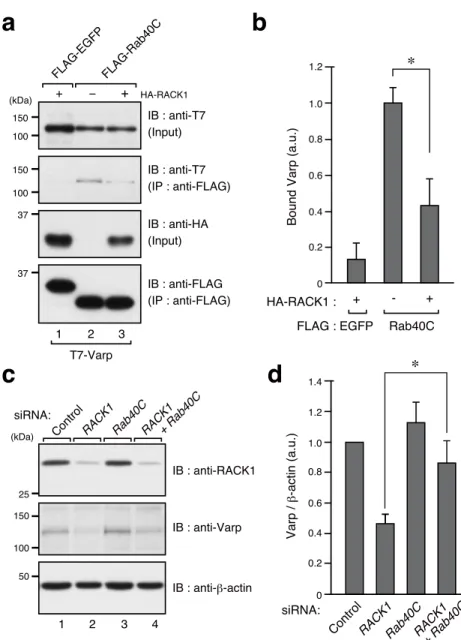 Figure 4.    RACK1 inhibits the interaction between Varp and Rab40C. 