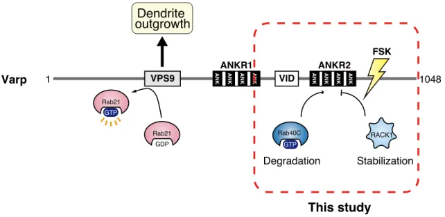 Figure  7.    A  proposed  model  of  the  regulation  of  the  Varp  protein  expression  level  by  RACK1 and Rab40C in melanocytes