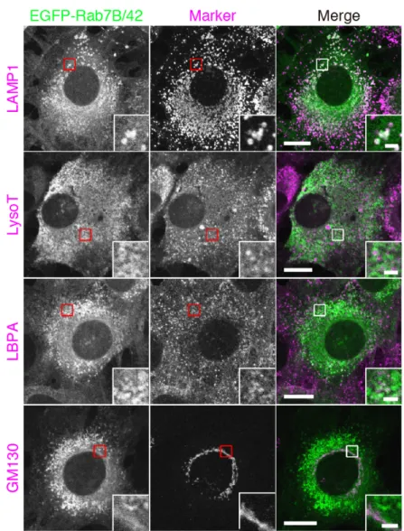 Figure 6.    Subcellular localization of Rab7B/42 in keratinocytes. 