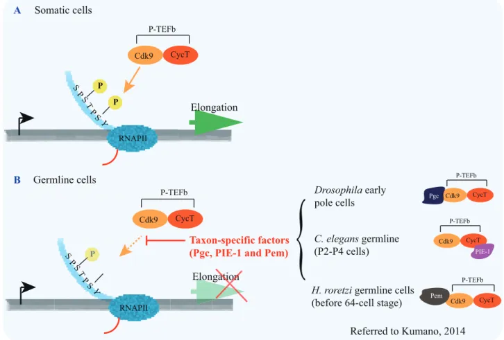 Fig. 1-2. RNAPII is targeted for transcriptional repression by taxon-specific factors in distantly related animals