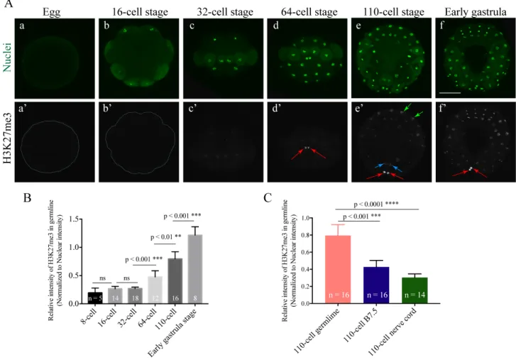 Fig. 3-4. H3K27me3 is enriched in later embryonic germline cells of H. roretzi. (Aa’-f’) Immunostaining of H3K27me3  in representative embryos at different stages