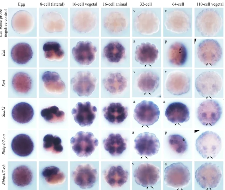 Fig. 3-6. All the core PRC2 components are maternally supplied transcripts with no enrichment in germline cells at later  stages