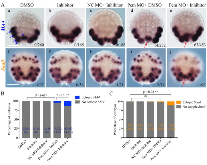Fig. 3-8. MA4 and Snail are ectopically expressed in the germline. (A) Detection of ectopic MA4 (Aa-e) and Snail (Af-j)  transcripts in the germline by in situ hybridization after different treatments (shown above each image)