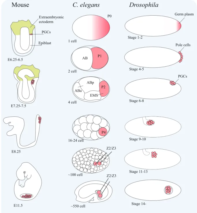 Fig. 1-1. Early germline cell development in mouse, C. elegans and Drosophila. The germline cells (the cell lineage that  can give rise to germ cells) and PGCs (the earliest population of the cells that only develop to germ cells, like P4 and  Z2/Z3 cells 