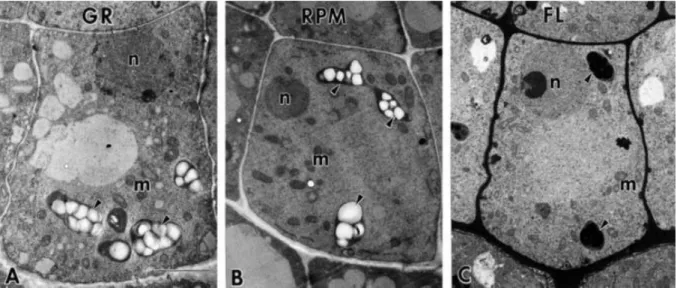 Fig. I-iii Electron micrographs of central columella cells of Arabidopsis seedlings. (GR; 