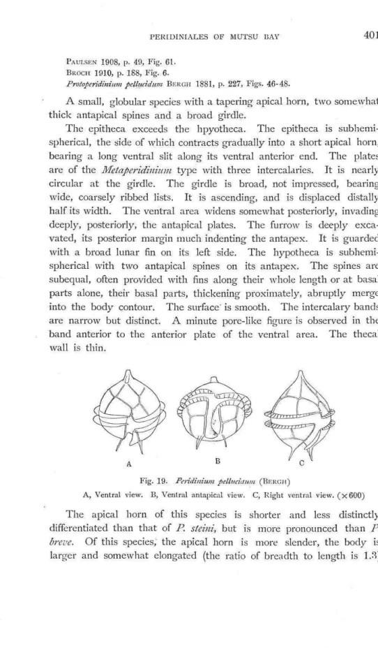 Fig. 18.  Peridinium  hirobis,  n. sp. 
