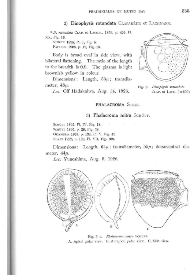 Fig.  1.  Dinophysis  intermidia 
