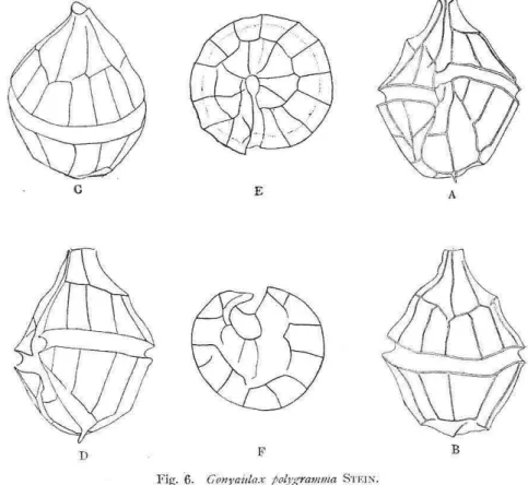 Fig.  · 6.  Conyaitlax  polygmmma  ST EI N. 