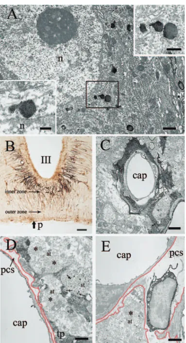 Fig.  6 A,  a  magnocelluar  neuronal  perikaryon  which  contains  several  Fe （III） -  laden  lysosomes.  Insets  show  sprouting  of  small  lysosomes  from a  large  one. Twelve  weeks  old rat.  B,  light  micrograph  of the ME  stained  by the   sect