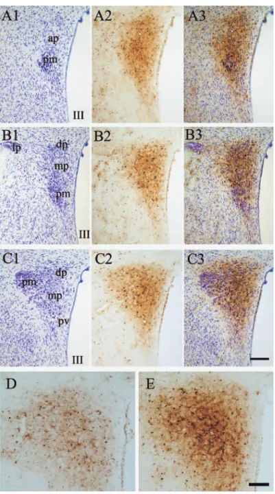 Fig. 1 Comparison of Fe （III）-staining and cytoarchitecture subdivisions of the HPV in 3 serial, 30  μ m thick sections （e.g.,  A1, A2 and A3）. A1, B1 and C1 are Nissl stained sections from the brain of a 40 weeks old rat. A2, B2 and C2 are  Fe （III）-stain