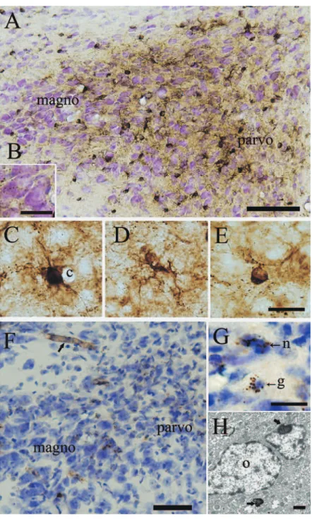 Fig.  2 The  HPV  stained  by  the  Section-Perls （A-E）   or  perfusion-Turnbull  methods （F  and  G,  12w  old  rat）   with  DAB  intensiﬁ cation. A, B, F and G are from sections counter-stained with thionin. A, the adjoining part of the parvocellular 