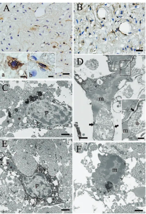 Fig. 4 A and B, Posterior pituitary of 20（A） and 60（B） weeks old rats. Six micrometer thick paraﬃ   n-embedded section. 