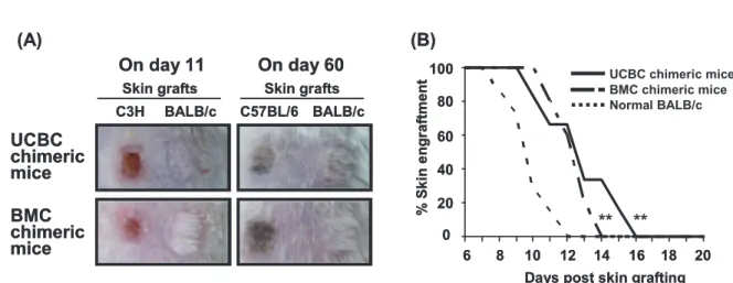 Figure 5 T cell function in UCBC-transplanted recipients.  Over 16 weeks after allogenic UCBC or BMC transplantation, a  piece of skin harvested from the tail of BALB/c and B6 or C3H mice was simultaneously grafted on the shaved  back of the chimeric RAG2 