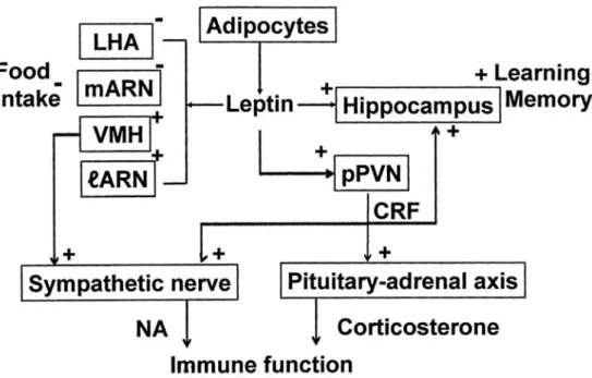 Figure  8  Deduced  physiological  action  of  endogenous  satiety  substance,  leptin.  Leptin  released  into  plasma  during  food  intake from the adipocytes enters into the brain only by 1/5000 of the plasma concentration. Leptin reaches the  glucose-