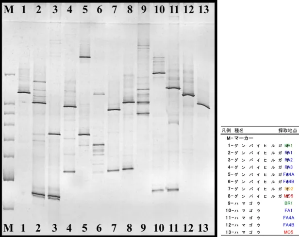 Fig. 4-1-2    18S rDNA の DGGE の結果（広域分布種） 