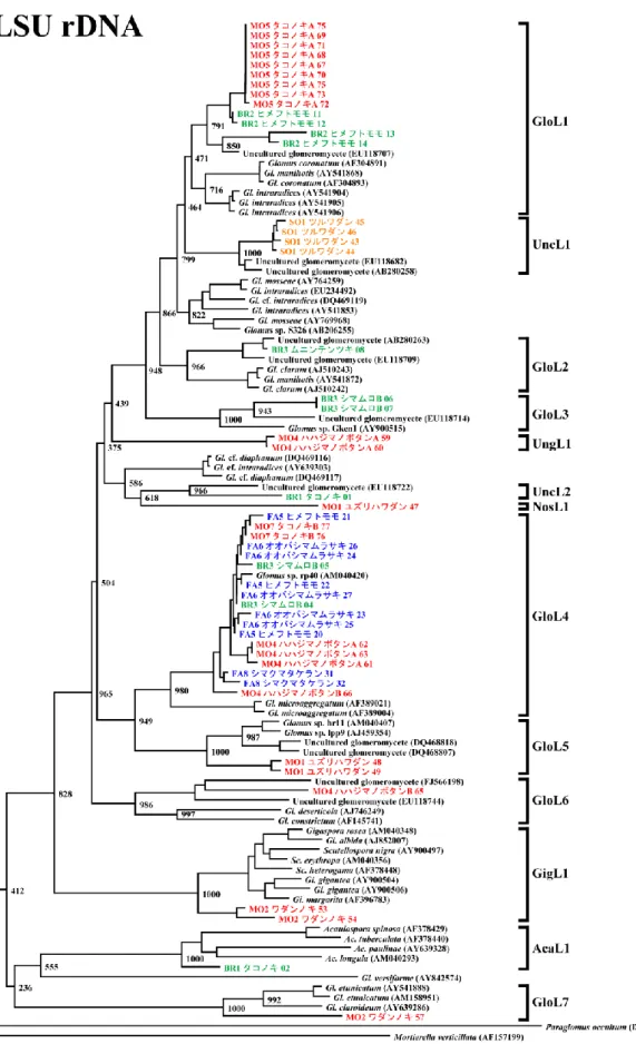 Fig. 4-2-1    28S(LSU) rDNA による AM 菌の系統解析 