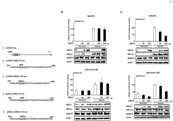 Figure 1   Eﬀ ect of DEC1 or DEC2 on the promoter activity of the VEGF gene.  （A）  The diagram shows the structure of  luciferase  reporter  constructs  containing  the  hypoxia  response  element （HRE）   or  HRE  mutant （HREm）   of  the  5ʼ-ﬂ anking regio