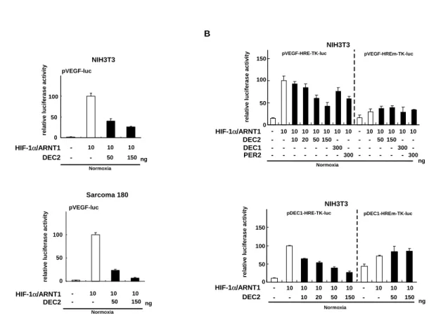 Figure  2     DEC2  suppressed  the  VEGF  promoter  activity  induced  by  HIF-1 α /ARNT1  transactivation  in  NIH3T3  and  Sarcoma 180  cells.   （A）   The  reporter  construct  pVEGF-luc  was  co-transfected  with  the  expression  vectors  for  HIF-1 α