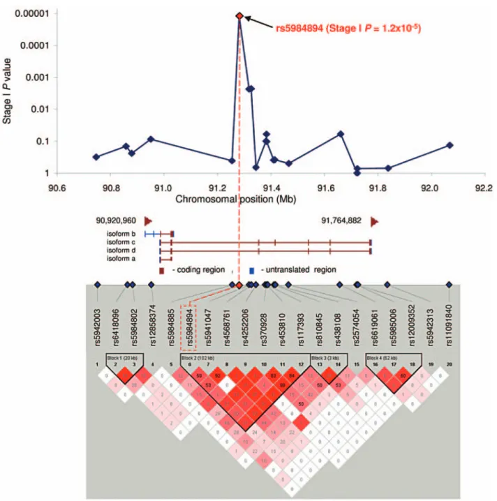 Figure  1 Schematic  overview  of  PCDH11X   and  LD  plot  showing  PCDH11X   haplotype  blocks.  Unadjusted  allelic  association  P   values  from  stage  I  for  variants  encompassing  the  PCDH11X   locus  are  plotted  over  physical  distance  abov