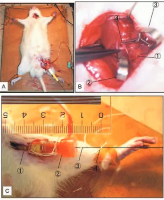 Figure 1 Intraoperative view