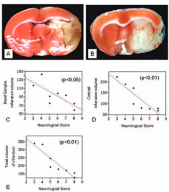 Figure  3 2,3,5-triphenyltetrazolium  chloride  hydrate  staining  and  Correlation  between  infarction  volume and neurological score.