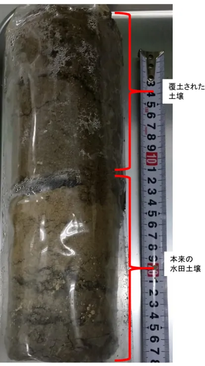 図 4-8    Sample point 1-3 で採取した土壌コア  覆土された土壌