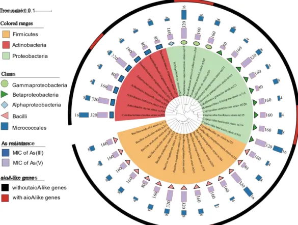 Fig. 2 Diversity and characteristics of cultivable isolates from P. multifida. Color range identify  phyla within the tree