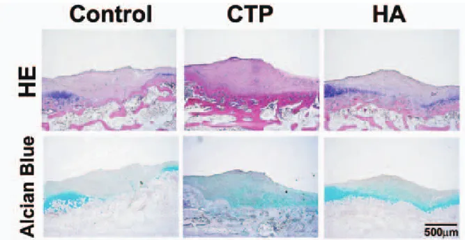 Figure  3 Representative  histologic  appearance  of  cartilage  of  medial  condyle  of  femur （H-E  and  Alcian  blue staining） of control, Ctp and HA group at 5 weeks. Ctp=collagen tripeptide; HA=sodium  hyaluronan.
